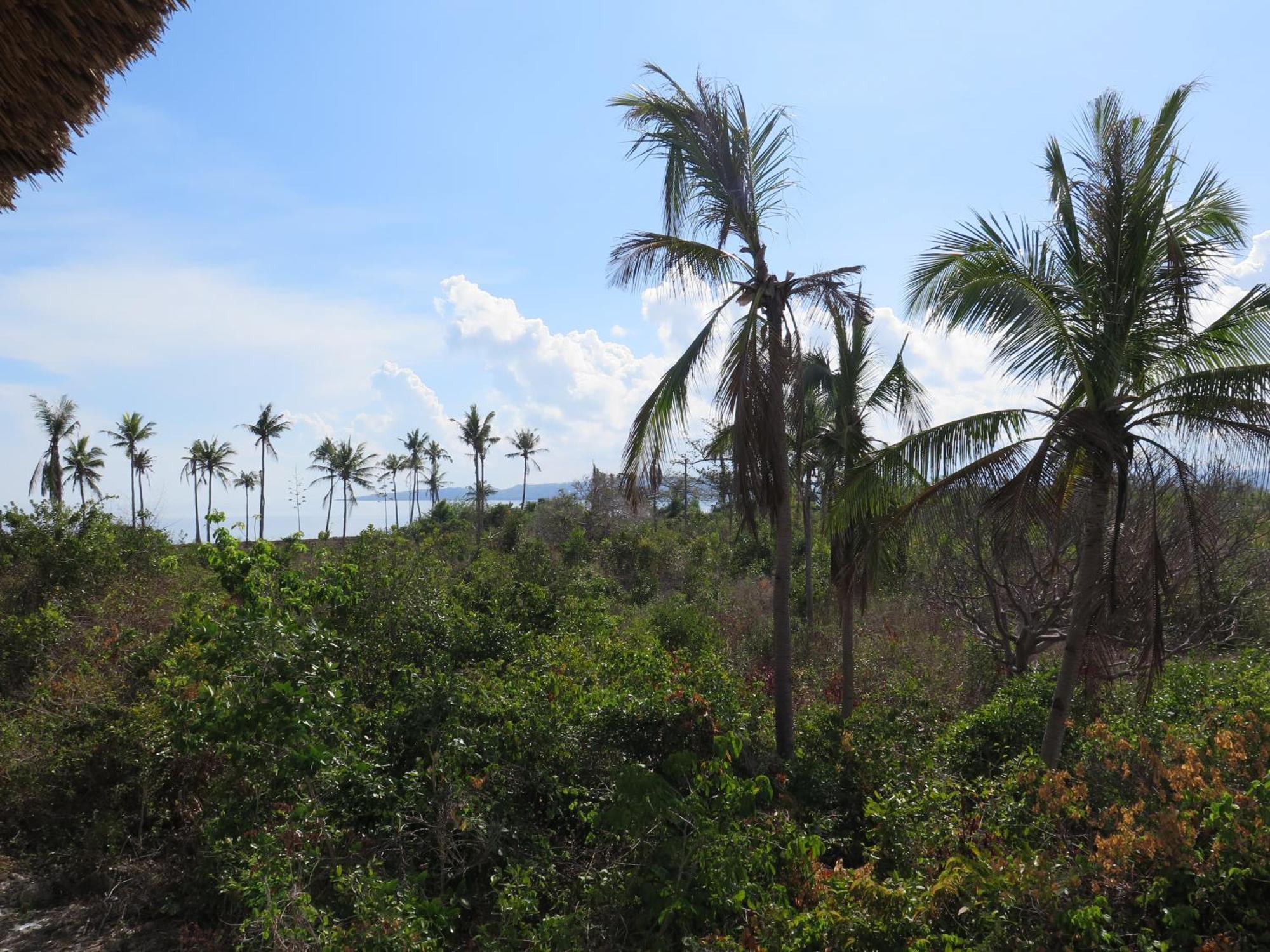 The Wild Orchid Resort - Moalboal Exterior foto